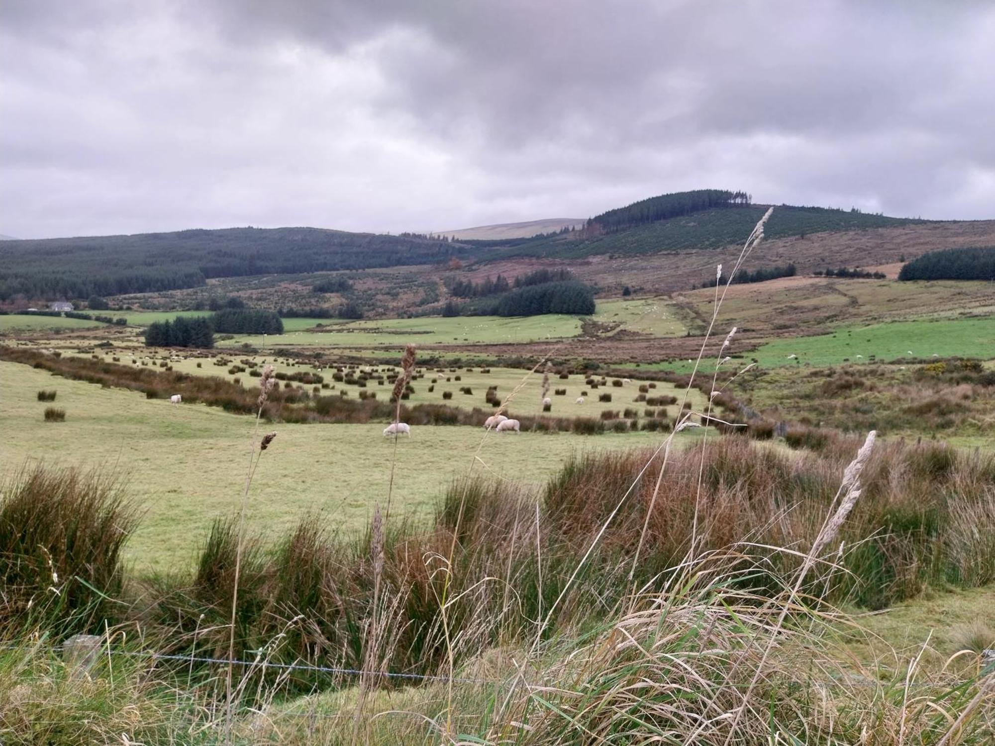 Felicity Cottage Kiltegan ภายนอก รูปภาพ